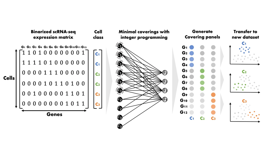 CellCover Captures Neural Stem Cell Progression in Mammalian Neocortical Development